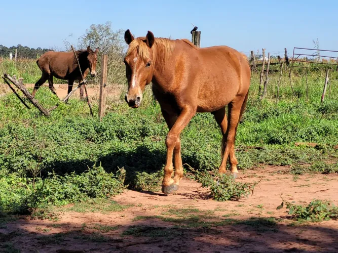 Cavalo 