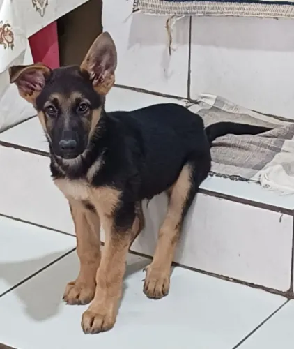 Pastor alemão 5 meses