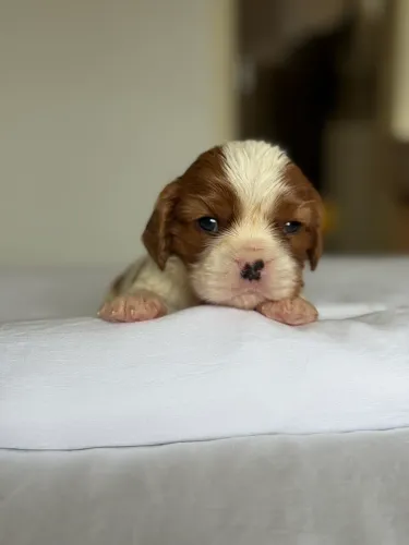 Cavalier King Charles Spaniel