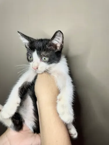 Doação de gato macho