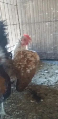 Casal de serama ja botando
