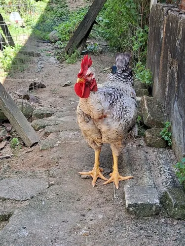 Vendo esse frango polaco 150