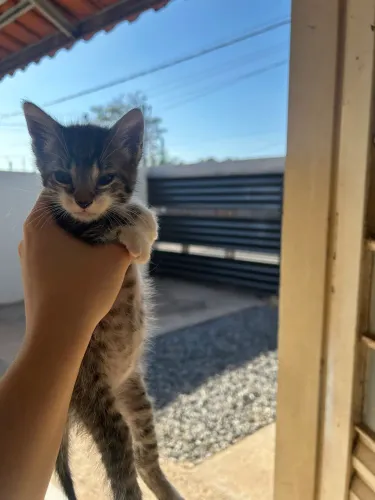 Doação de gatinhos