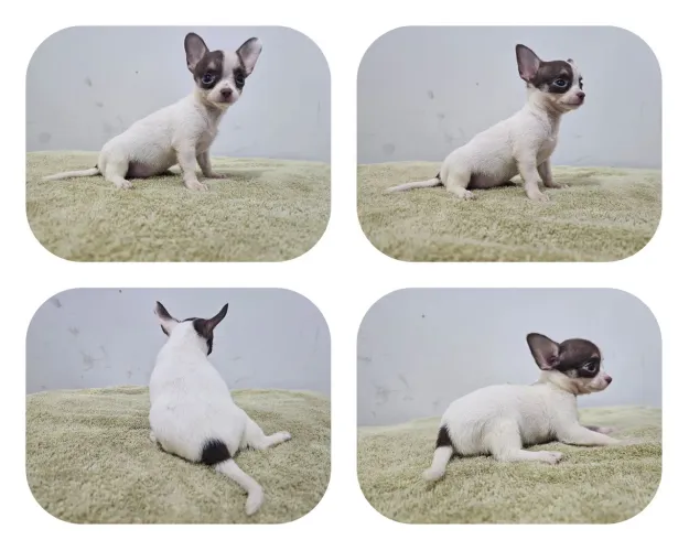 Chihuahua femea, branca e chocolate, pedigree CBKC 10 x 520