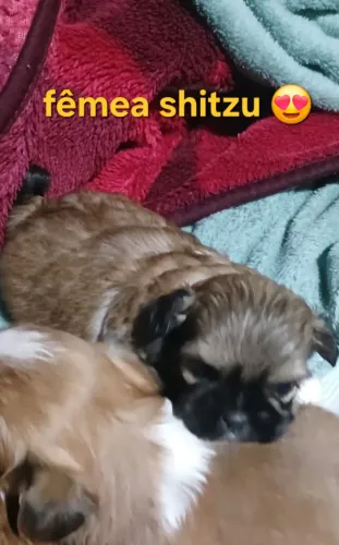 Shitzu fêmea 