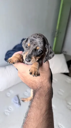 Filhote Dachshund (Salsicha) Arlequim Fêmea Puro