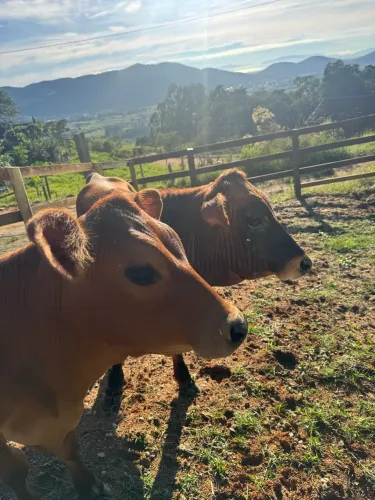 Novilha e boi Jersey pequenos mini animais fazenda sítio