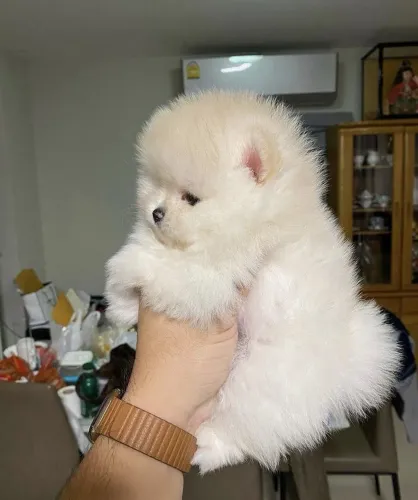 Spitz alemão Cãozinho para quem está selecionando seu pet