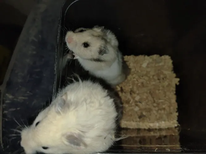 Hamster sírio 