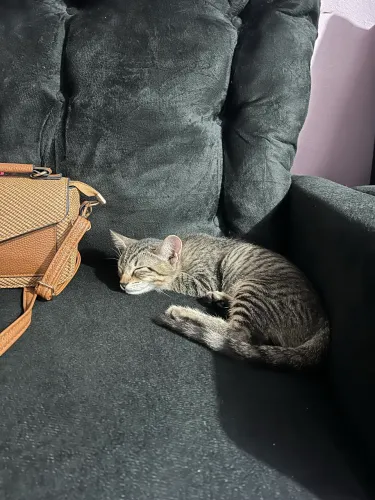 Gato