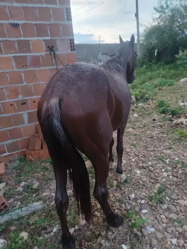 Cavalo para vender