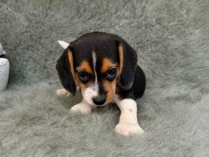 Beagle lindo filhote