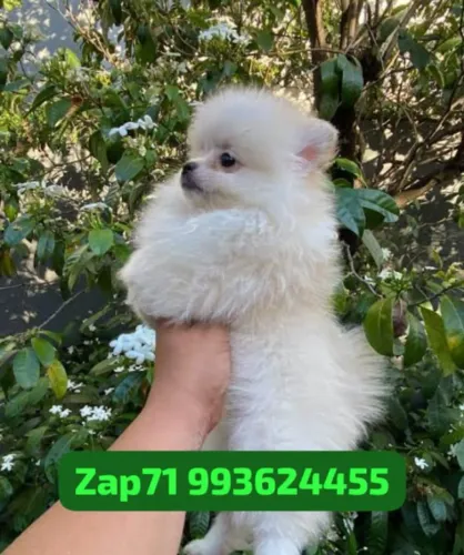 Lulus da Pomerânia anões com garantia de saúde 