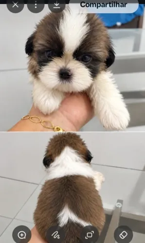 Filho de shih-tzu macho.