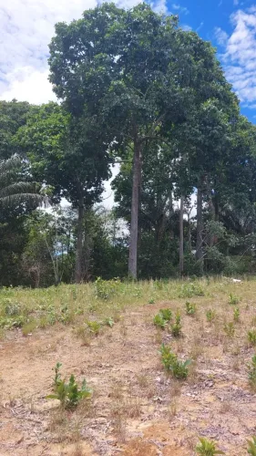 OFERTA IMPERDÍVEL: TERRENO ESPETACULAR com 24,99 hectares (249.900 m2) na AM-010!