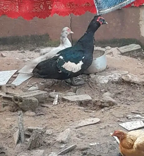 Pato Moscovy Adulto - R$ 100
