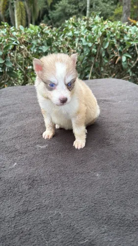 Husky Wolly