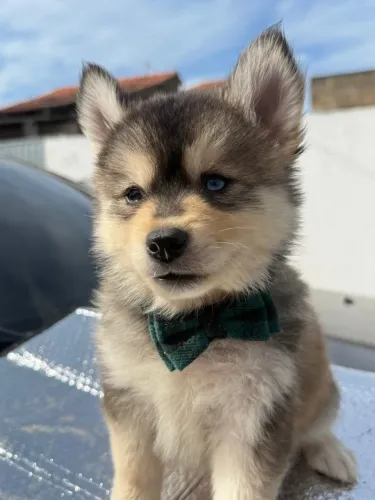 Filhote Pomsky
