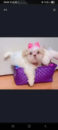 fêmeas e machos de Shih-tzu legítimos