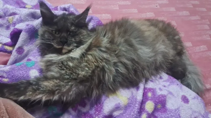 Gato Maine Coon disponível