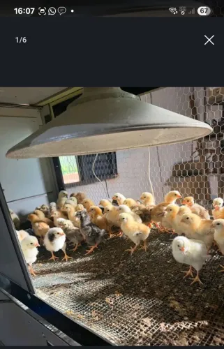 Vende-se pintinho caipira
