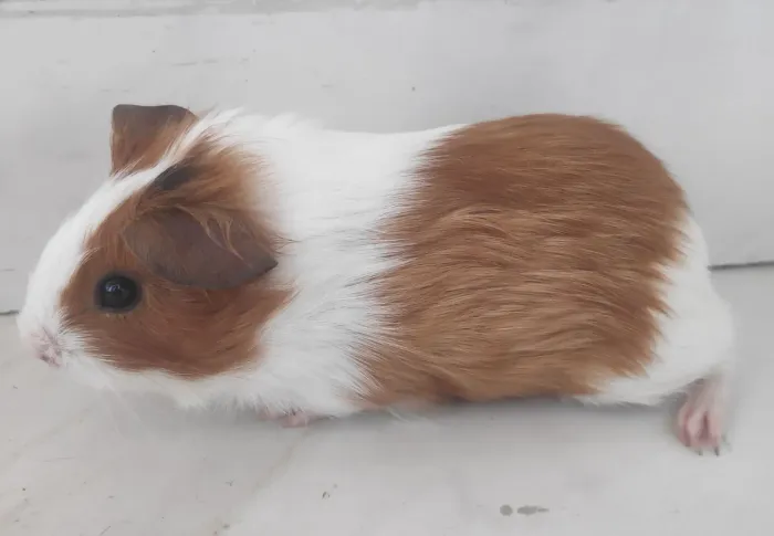  Porquinho da índia