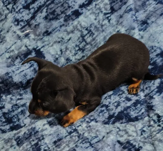 Pincher disponível