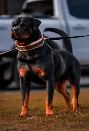 Rottweiler disponível pra cobertura