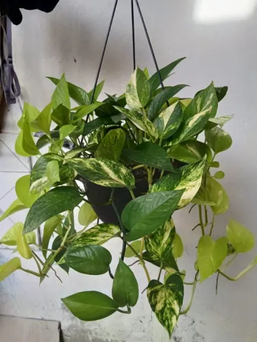 Plantas Ornamentais