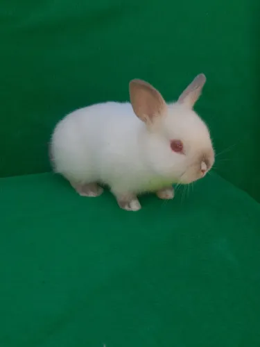 Vendo coelho macho Anão