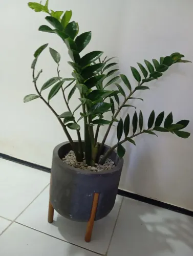 : ? Zamioculca Grande + Vaso Stone 35 cm com Suporte de Madeira