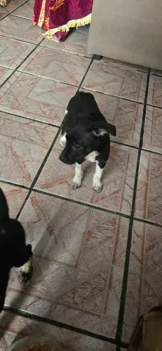 Cachorrinhos fofinhos para adoção