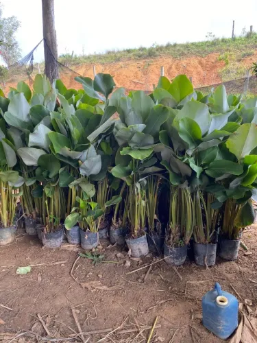 MARANTA CHARUTO 1.5 ALTURA PEDIDO MÍNIMO 4 UNIDADES