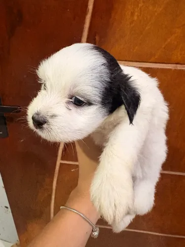 Cachorro poodle 