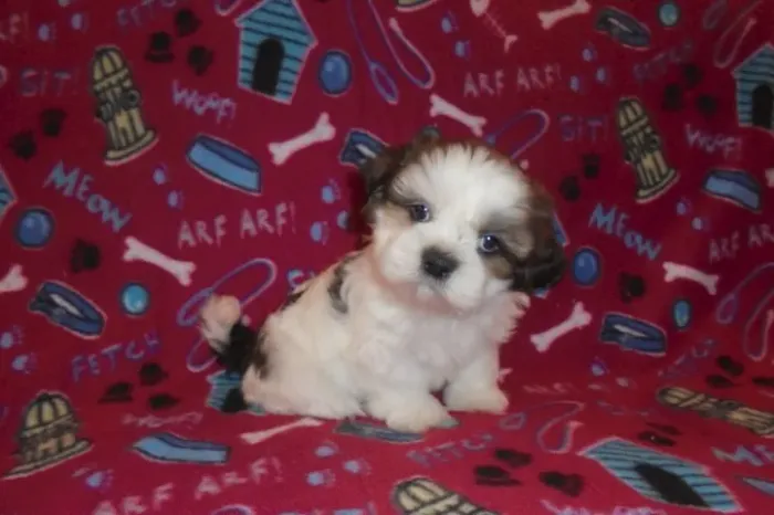 Filhotes de Shih Tzu | Filhotes carinhosos e amigáveis.