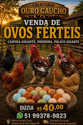 Ovos Galados Caipira, Poedeira e Polaco