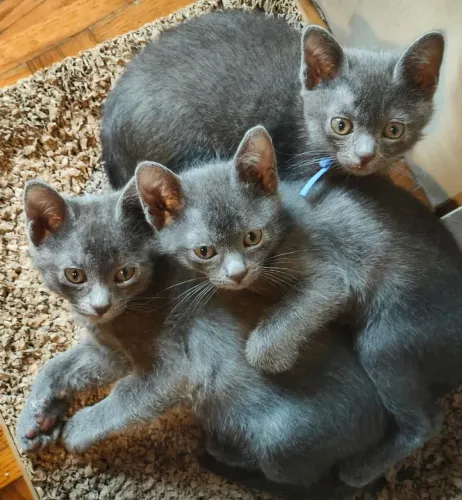 Filhotes de Russian BLUE