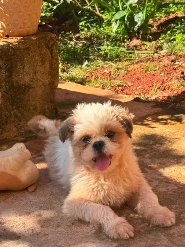 Vendo shitszu com lhasa Alpso, faz 1 ano agora em 12 outubro