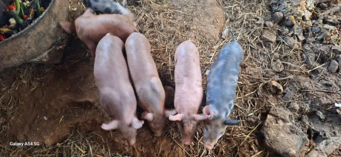 Urgente 4 porcas 3 parida 1 amojando e um reprodutor pietran *