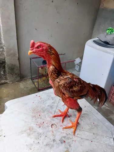 Vendo Galo Indiano 
