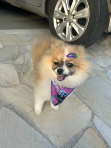 Lulu fêmea