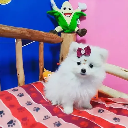 Spitz Alemão Filhote Cheio de Fofura Para Alegrar Seu Lar