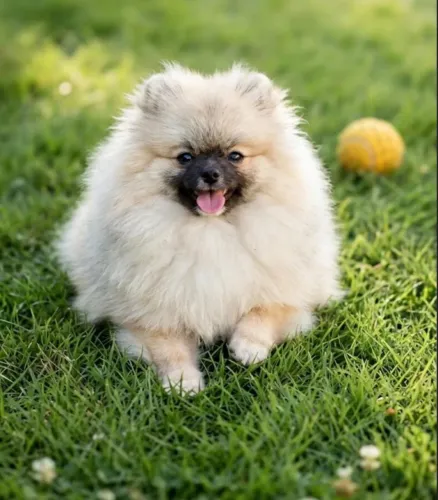 Vendo esse Spitz Alemão Anão de 6 meses com vacinas completas e pedigree