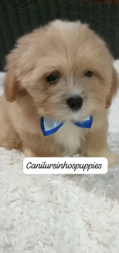 lhasa apso lindos bebes pronta entrega 