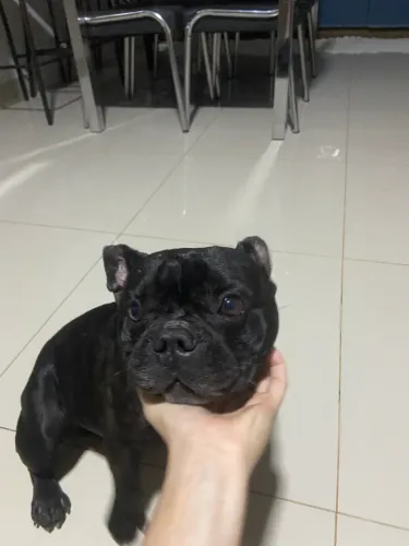 bulldog francês para cobertura 