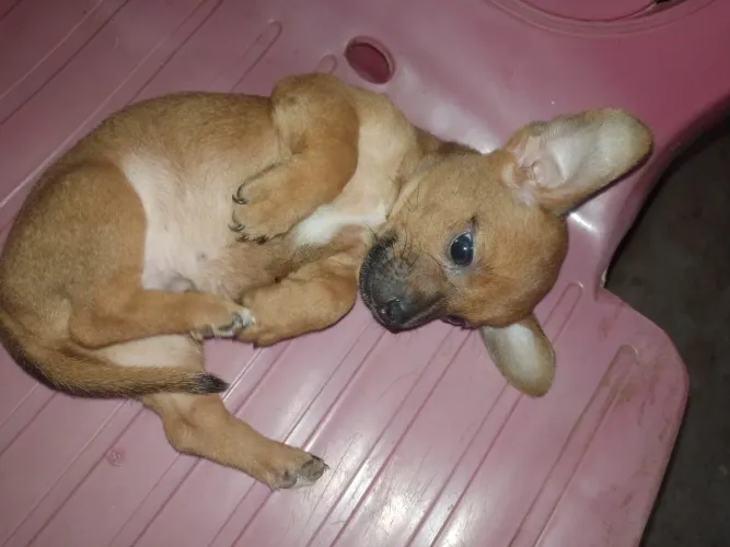 Pinscher 0/1