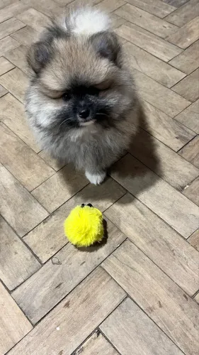 Lulu da pomerania 