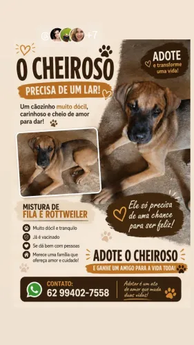 Doação de fila com rottweiler ! Vacinado e dócil