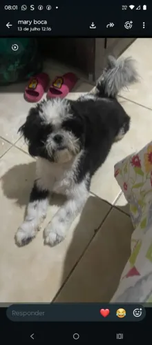 Shitzu macho