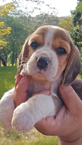 Luxuosos Filhotes de Beagle 